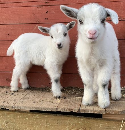Two white Nigerian Dwarf goat kids standing against a red barn wall.