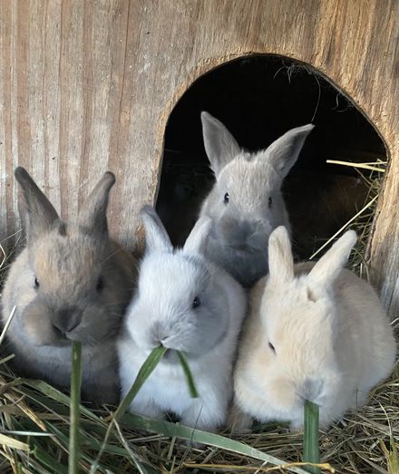 Four young rabbits huddled at the door of their hutch.