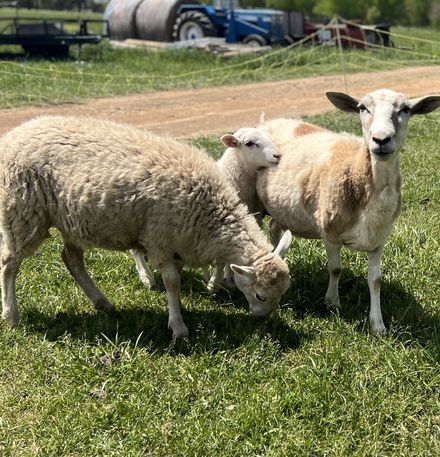 A ewe and her lambs grazing in a green pasture.